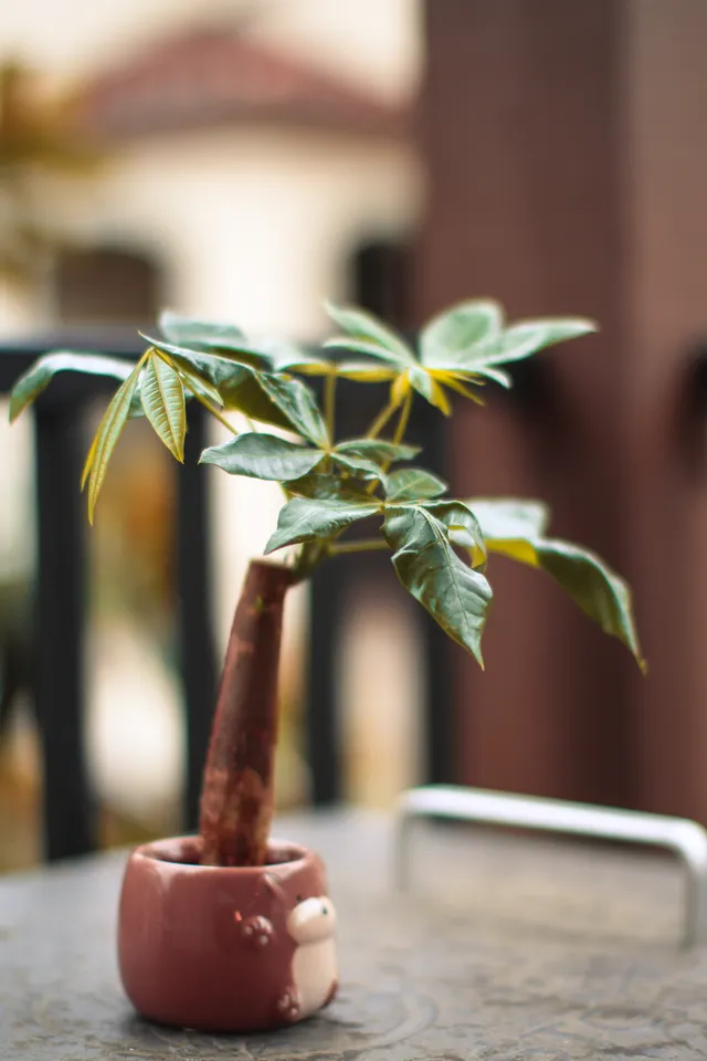 Balcony Money Tree